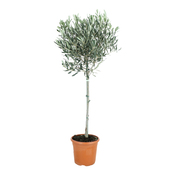 Olivier petit arbre hauteur 95 à 105 cm - Brico Dépôt