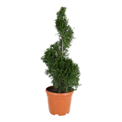 Assortiment de conifères lot de 3 plants hauteur 90 à 110 cm en pot 10 litres - Brico Dépôt