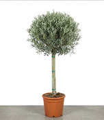 Olivier en pot hauteur 180 à 200 cm pour plantation extérieure - Brico Dépôt