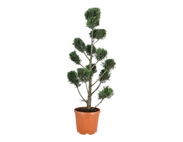 Assortiment de conifères lot de 3 plants hauteur 90 à 110 cm en pot 10 litres - Brico Dépôt