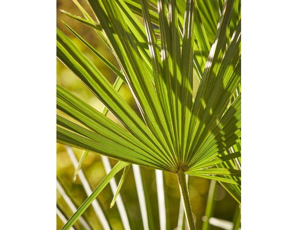 Palmier d’intérieur ou extérieur hauteur 140 à 150 cm en pot 27 cm - Brico Dépôt