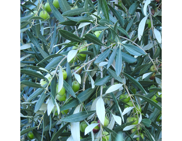 Olivier petit arbre hauteur 95 à 105 cm - Brico Dépôt