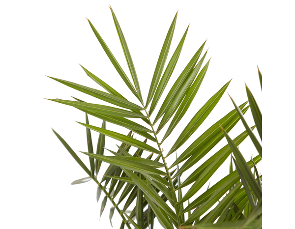 Palmier Phénix hauteur 130 à 140 cm en pot diamètre 24 cm - Brico Dépôt