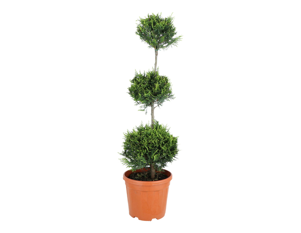 Assortiment de conifères lot de 3 plants hauteur 90 à 110 cm en pot 10 litres - Brico Dépôt