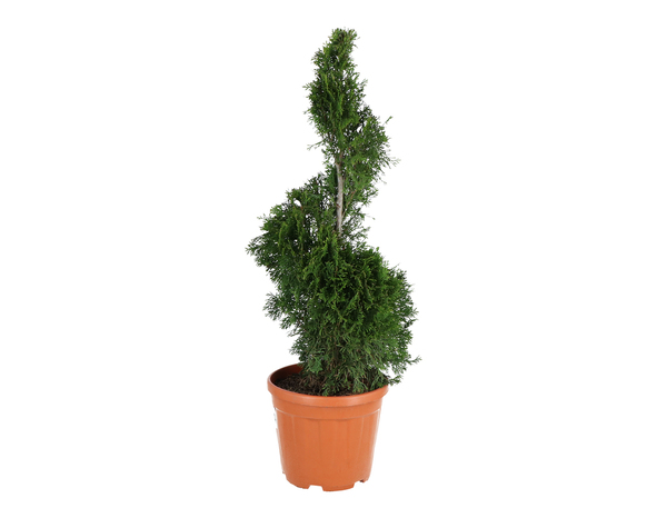 Assortiment de conifères lot de 3 plants hauteur 90 à 110 cm en pot 10 litres - Brico Dépôt
