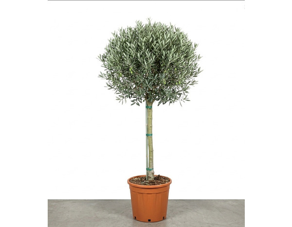 Olivier en pot hauteur 180 à 200 cm pour plantation extérieure - Brico Dépôt